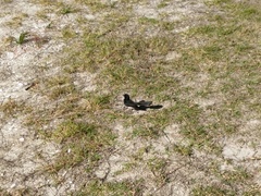 Rhipidura leucophrys leucophrys