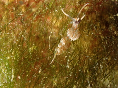 Facelina rubrovittata