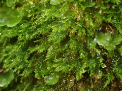 Dicranella rufescens
