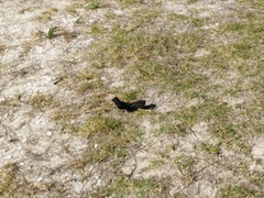 Rhipidura leucophrys leucophrys