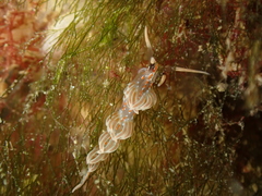 Facelina rubrovittata