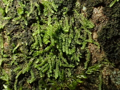 Harpalejeunea molleri