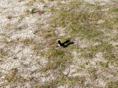 Rhipidura leucophrys leucophrys