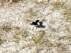 Rhipidura leucophrys leucophrys