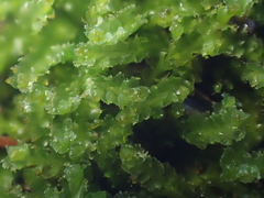 Isopaches bicrenatus