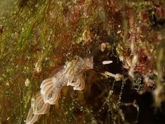 Facelina rubrovittata