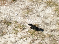 Rhipidura leucophrys leucophrys