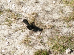 Rhipidura leucophrys leucophrys