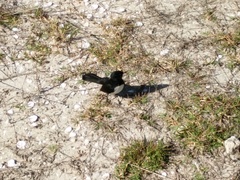 Rhipidura leucophrys leucophrys