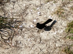 Rhipidura leucophrys leucophrys