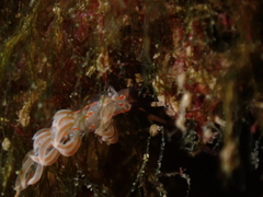 Facelina rubrovittata