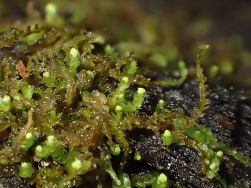 Odontoschisma denudatum