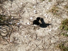 Rhipidura leucophrys leucophrys