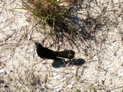 Rhipidura leucophrys leucophrys