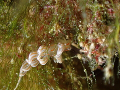 Facelina rubrovittata