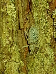 Pullenius kimberii