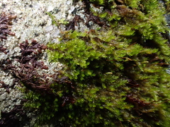Sematophyllum demissum