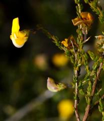 Aspalathus microphylla
