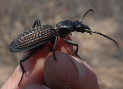Cypholoba