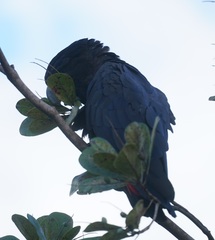 Calyptorhynchus banksii