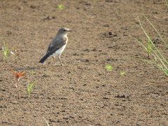 Syrtidicola fluviatilis