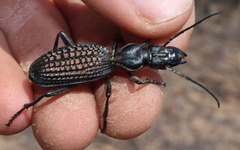 Cypholoba