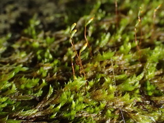 Sematophyllum demissum