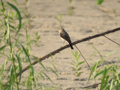 Syrtidicola fluviatilis