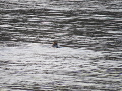 Dasyprocta variegata