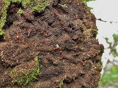 Crematogaster castanea