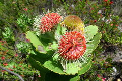 Leucospermum winteri