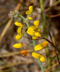 Lebeckia