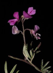 Indigofera pilgeriana