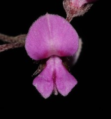 Indigofera pilgeriana