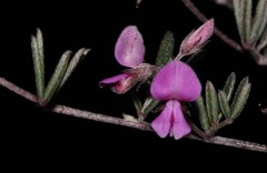 Indigofera pilgeriana