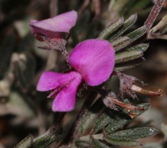 Indigofera pilgeriana
