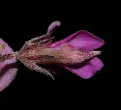 Indigofera pilgeriana