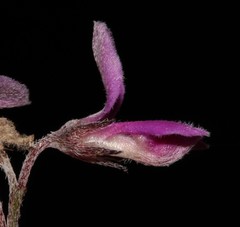 Indigofera pilgeriana