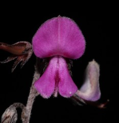 Indigofera pilgeriana