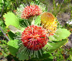 Leucospermum winteri