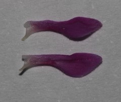 Indigofera pilgeriana