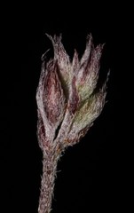 Indigofera pilgeriana