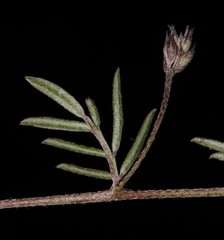 Indigofera pilgeriana