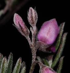 Indigofera pilgeriana