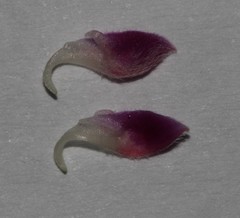 Indigofera pilgeriana