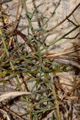 Lebeckia