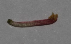 Indigofera pilgeriana