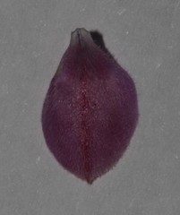 Indigofera pilgeriana