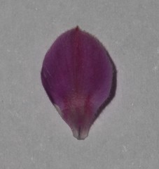 Indigofera pilgeriana
