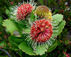 Leucospermum winteri